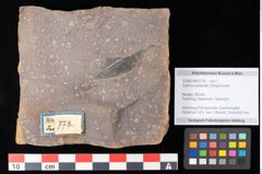 Foto (Objekt + Etikett) von Quercus palaeoilex Ettingshausen (NHMW-GEO-2024-0188-0778)